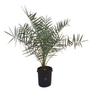 ⁦فروخ نخل برحي⁩ - الصورة ⁦2⁩