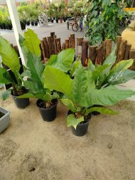 ⁦انتوريوم داخلي حجم كبير⁩ - الصورة ⁦2⁩