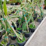 دراجون فروت