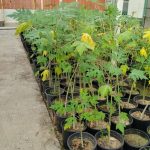 بابايا قزمية