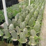 الواح تين شوكي