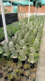 الواح تين شوكي