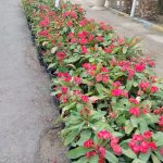 صبار ايفوربيا