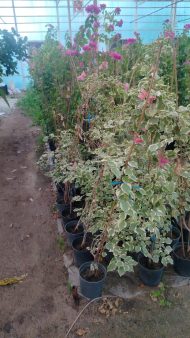 ⁦المجنونة⁩ - الصورة ⁦2⁩