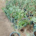 ليكو فيليوم - حبتين