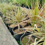 دارسينا اخضر