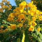 اكاسيا جلوكا