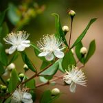 الياس داخلي