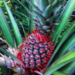 اناناس احمر