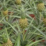 اناناس تايلندي