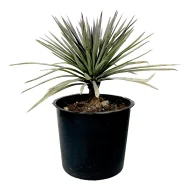 ⁦اناناس زينة⁩ - الصورة ⁦2⁩