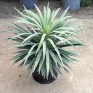 اناناس زينة