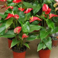 انتوريوم داخلي حجم كبير