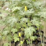 بابايا قزمية