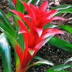 بورميلاند بلانت