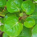 بوليسياس داخلي