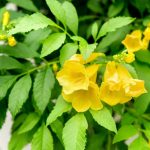 تاكوما صفراء