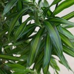 دارسينا اخضر