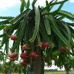 دراجون فروت