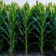 ⁦ذرة امريكية 8 حبات⁩ - الصورة ⁦2⁩