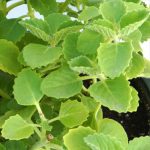 زعتر امريكي