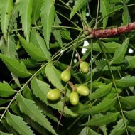 ⁦شجرة النيم⁩ - الصورة ⁦2⁩