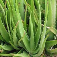 ⁦صبار الوفيرا ( صبار الشعر )⁩ - الصورة ⁦2⁩