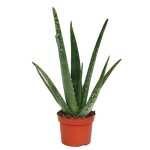 صبار الوفيرا ( صبار الشعر )