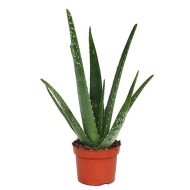 صبار الوفيرا ( صبار الشعر )