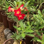 صبار تايلندي