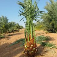 فروخ نخل برحي