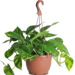 معلق داخلي مكس