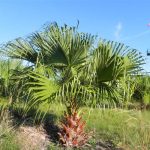 نخيل زينة داخلي 3 حبات