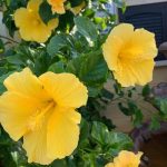 هايبسكس ورد أصفر