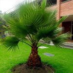 وشنطونيا (وستنطونيا)