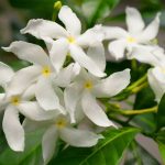 ياسمين بحريني