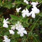 ياسمين بلدي