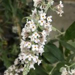 ياسمين فرنسي