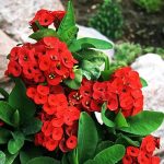 ايفوريا جنه