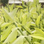 صبار يمني مبركش