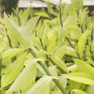 صبار يمني مبركش