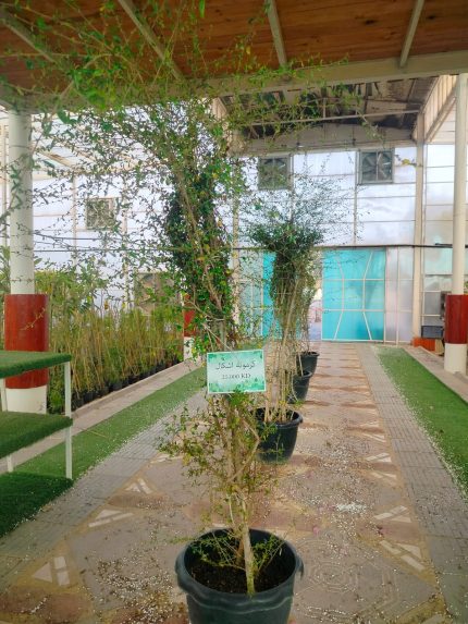 كرمونه اشكال