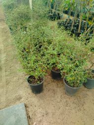 ⁦كرمونه⁩ - الصورة ⁦2⁩