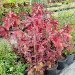 الاكليفا